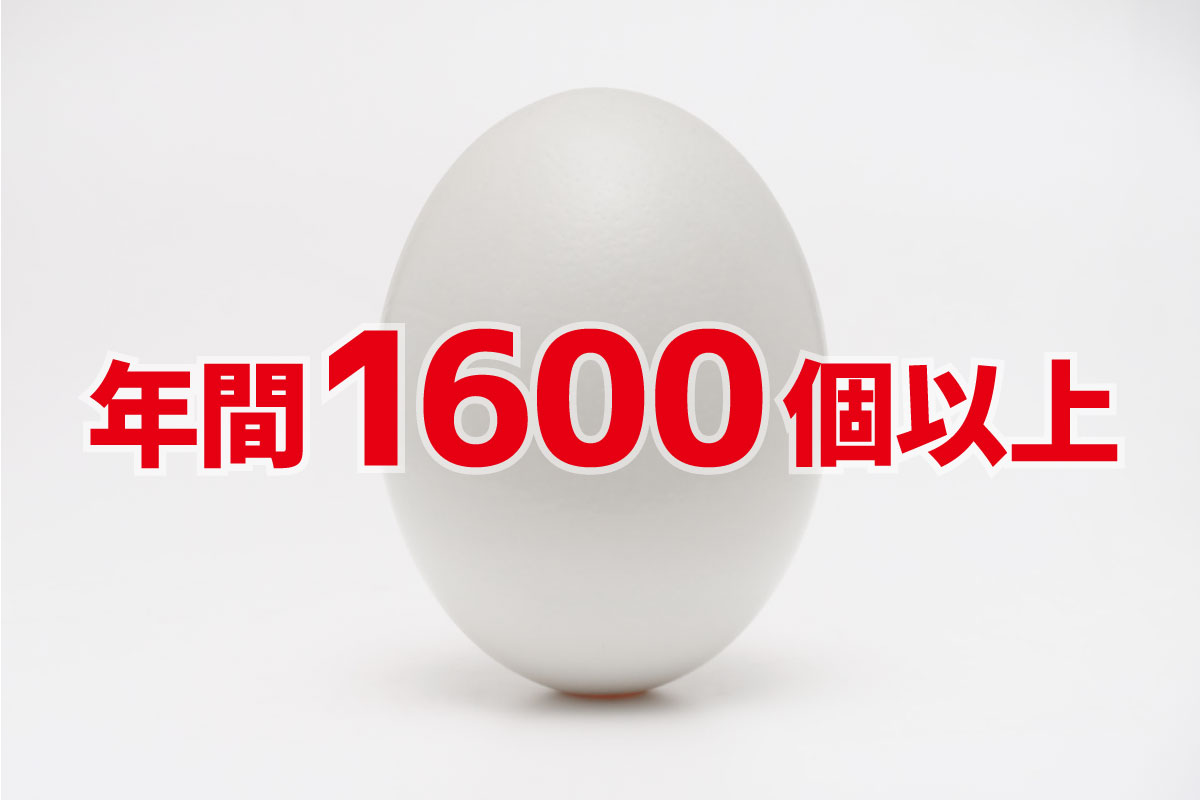 年間1600個以上の卵